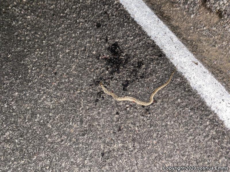 Checkered Gartersnake (Thamnophis marcianus marcianus)