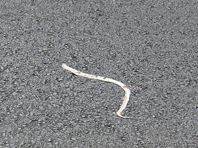 Painted Desert Glossy Snake (Arizona elegans philipi)