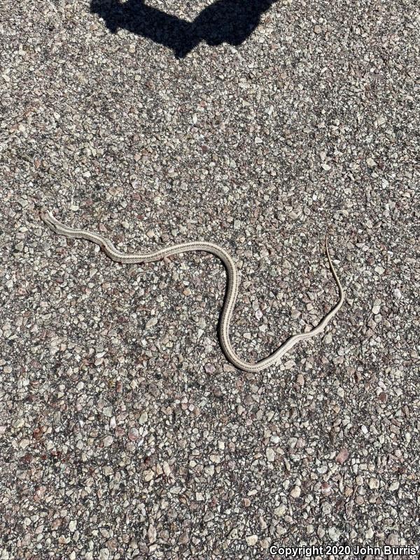 Mojave Patch-nosed Snake (Salvadora hexalepis mojavensis)