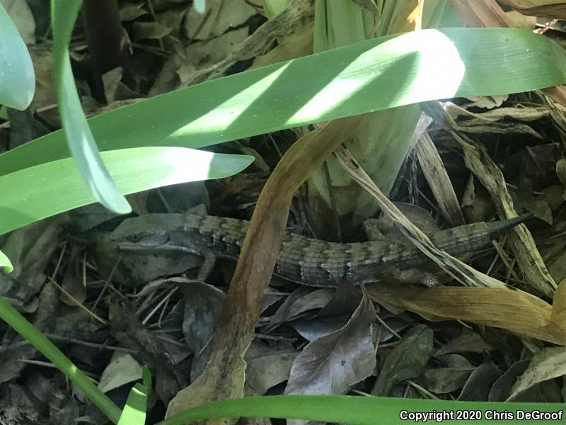 San Diego Alligator Lizard (Elgaria multicarinata webbii)