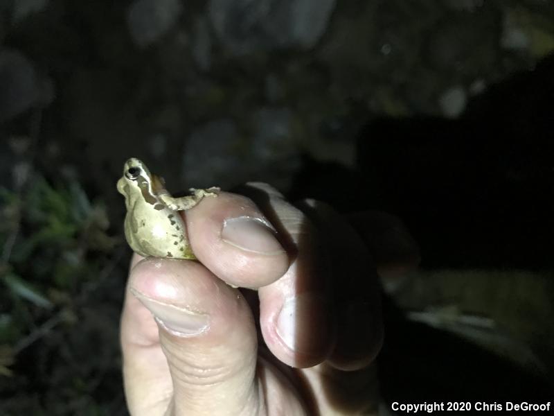 Baja California Treefrog (Pseudacris hypochondriaca)