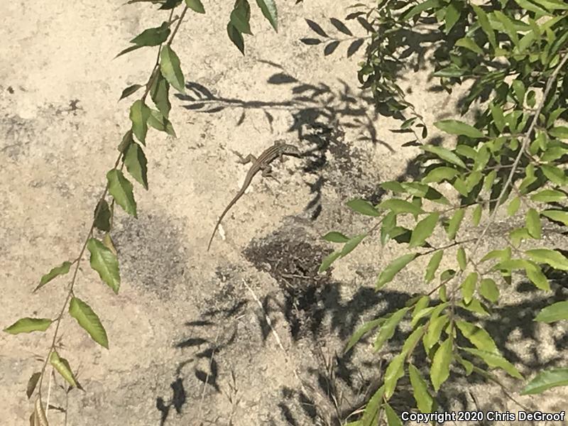 Coastal Whiptail (Aspidoscelis tigris stejnegeri)