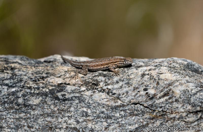 Northern Tree Lizard (Urosaurus ornatus wrighti)