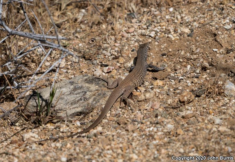 Northern Whiptail (Aspidoscelis tigris septentrionalis)