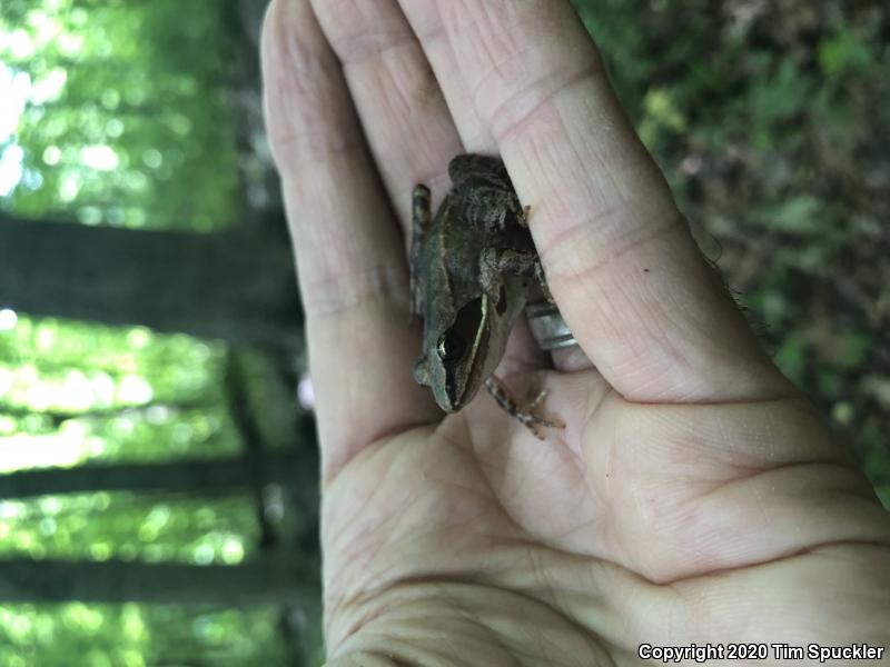 Wood Frog (Lithobates sylvaticus)