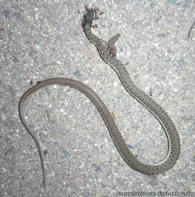 Two-striped Gartersnake (Thamnophis hammondii)