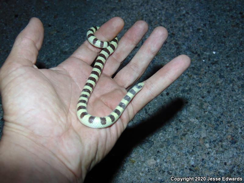 Western Shovel-nosed Snake (Chionactis occipitalis)