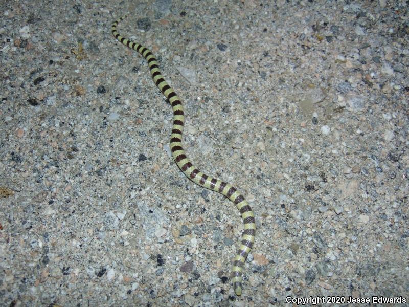 Western Shovel-nosed Snake (Chionactis occipitalis)
