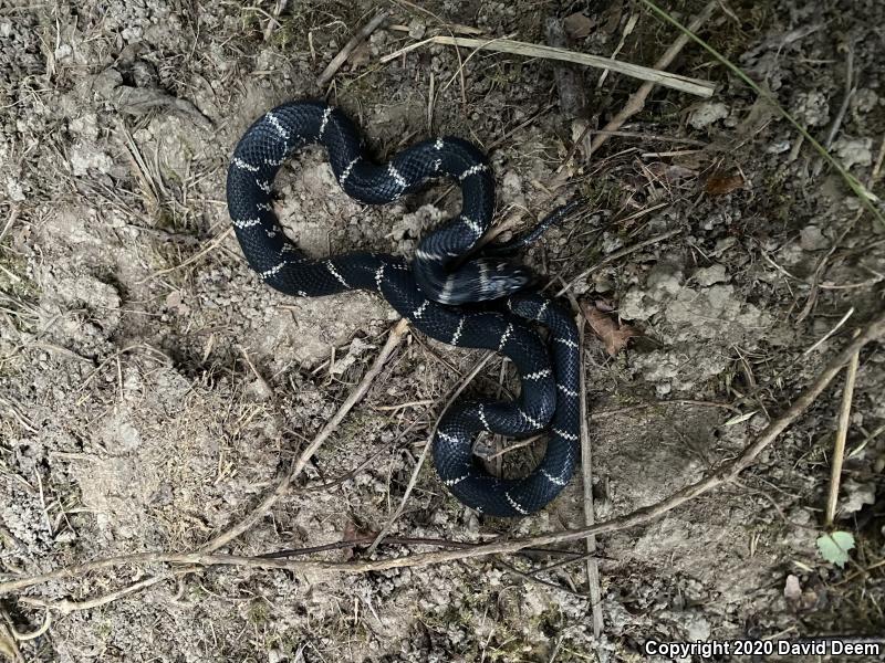 Eastern Kingsnake (Lampropeltis getula getula)