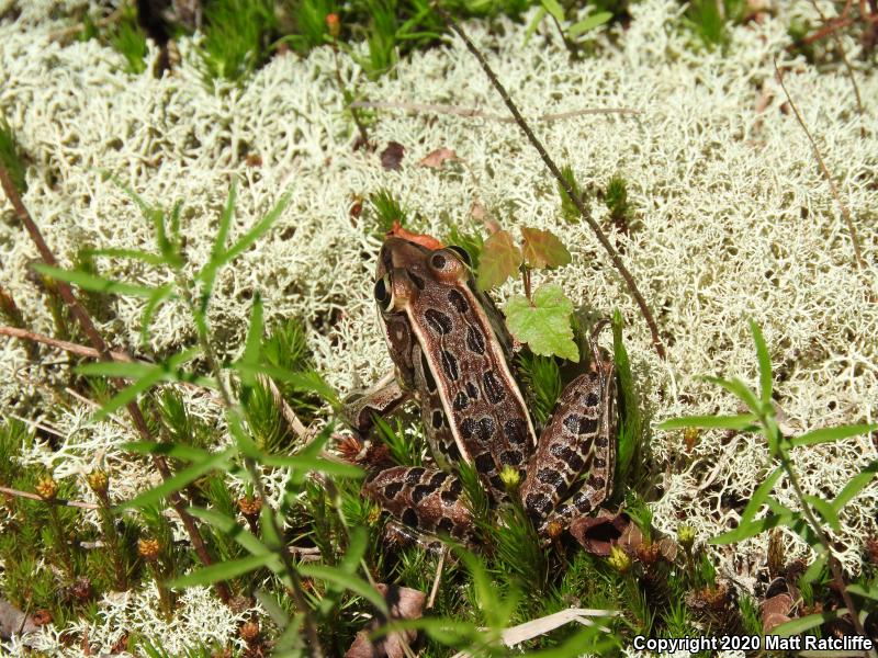 Southern Leopard Frog (Lithobates sphenocephalus utricularius)