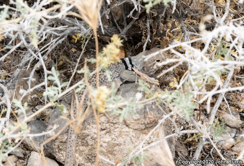 Great Basin Collared Lizard (Crotaphytus bicinctores)