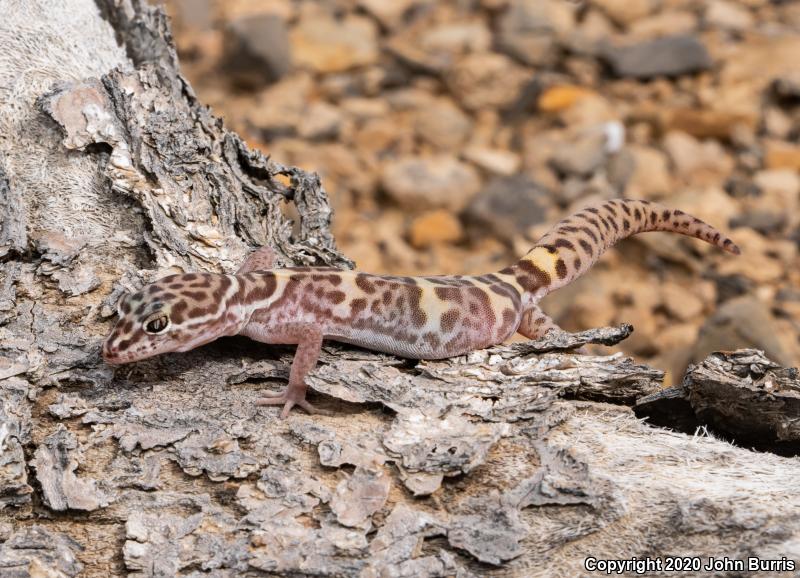 Utah Banded Gecko (Coleonyx variegatus utahensis)