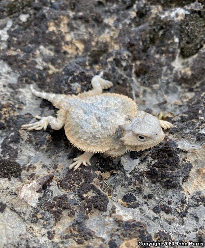 Southern Desert Horned Lizard (Phrynosoma platyrhinos calidiarum)