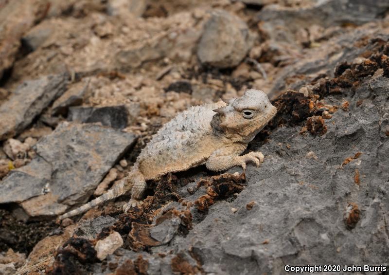 Southern Desert Horned Lizard (Phrynosoma platyrhinos calidiarum)