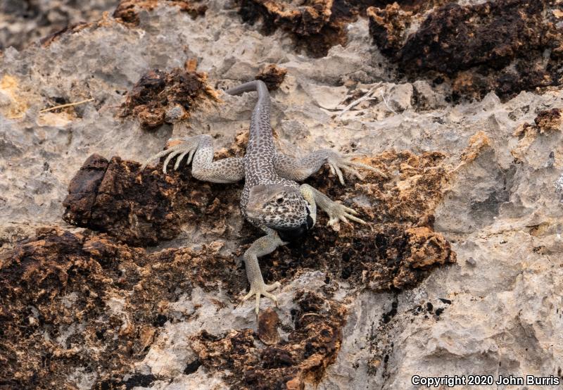 Great Basin Collared Lizard (Crotaphytus bicinctores)