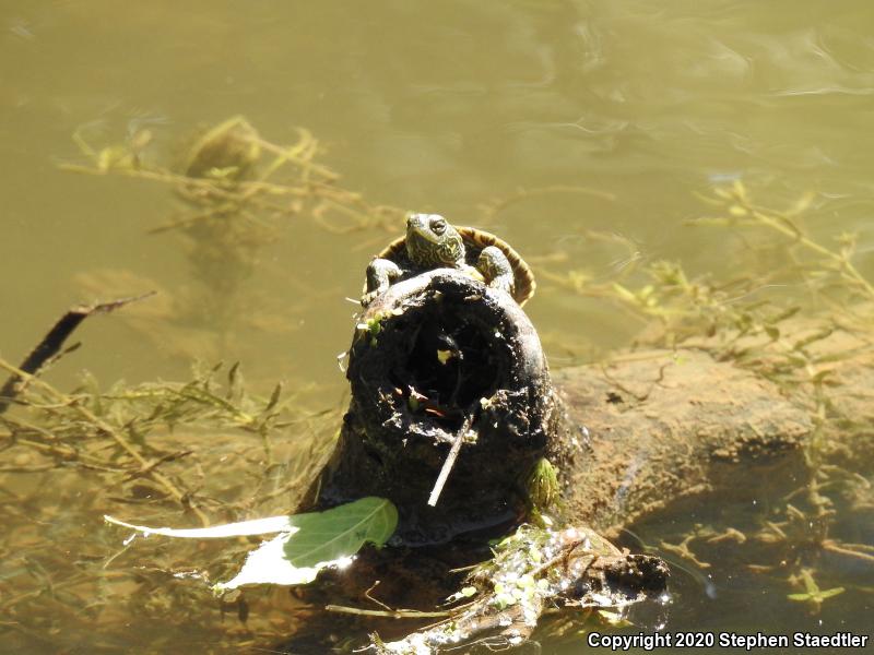 Northern Map Turtle (Graptemys geographica)