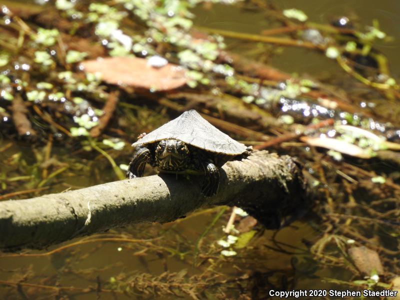 Northern Map Turtle (Graptemys geographica)