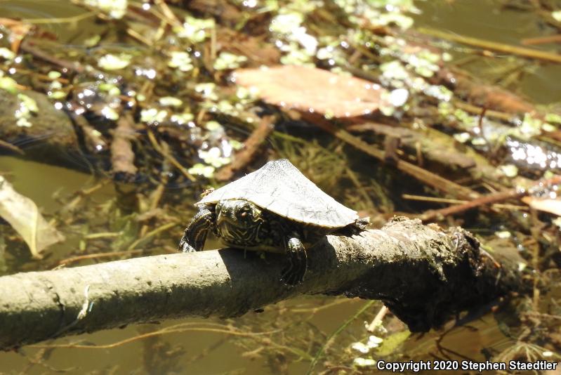 Northern Map Turtle (Graptemys geographica)