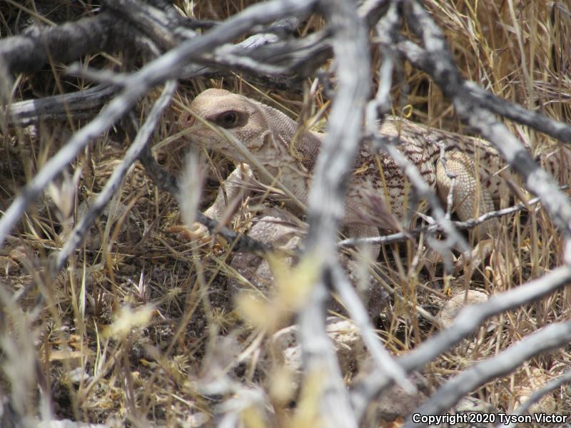 Northern Desert Iguana (Dipsosaurus dorsalis dorsalis)