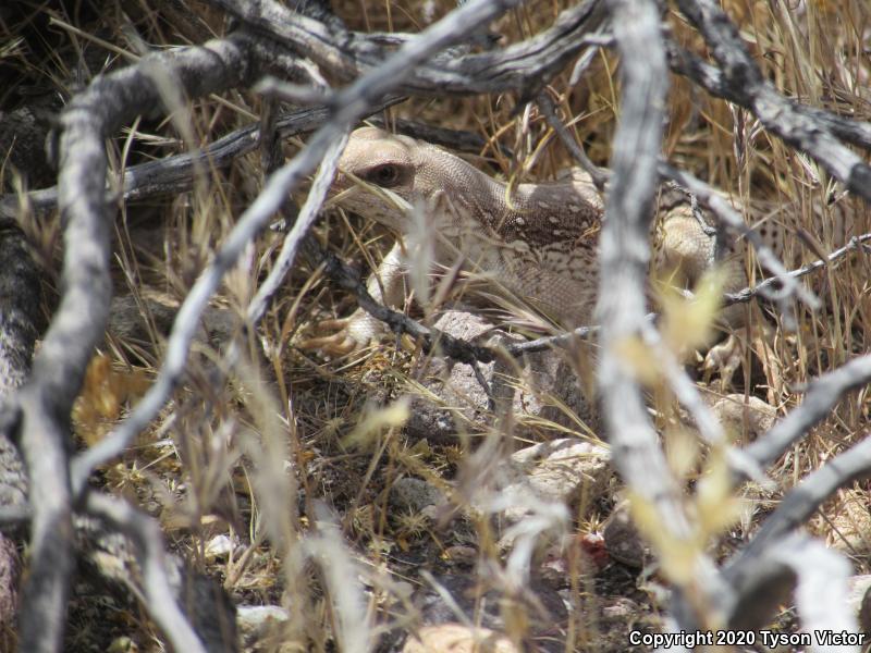 Northern Desert Iguana (Dipsosaurus dorsalis dorsalis)