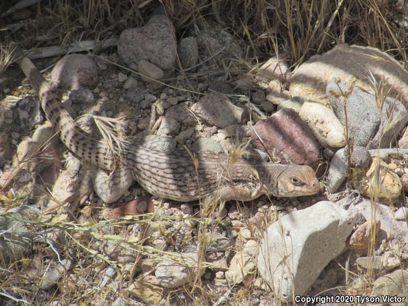 Northern Desert Iguana (Dipsosaurus dorsalis dorsalis)