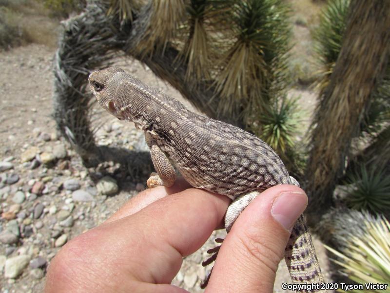 Northern Desert Iguana (Dipsosaurus dorsalis dorsalis)