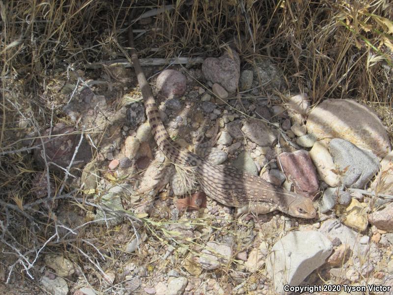 Northern Desert Iguana (Dipsosaurus dorsalis dorsalis)