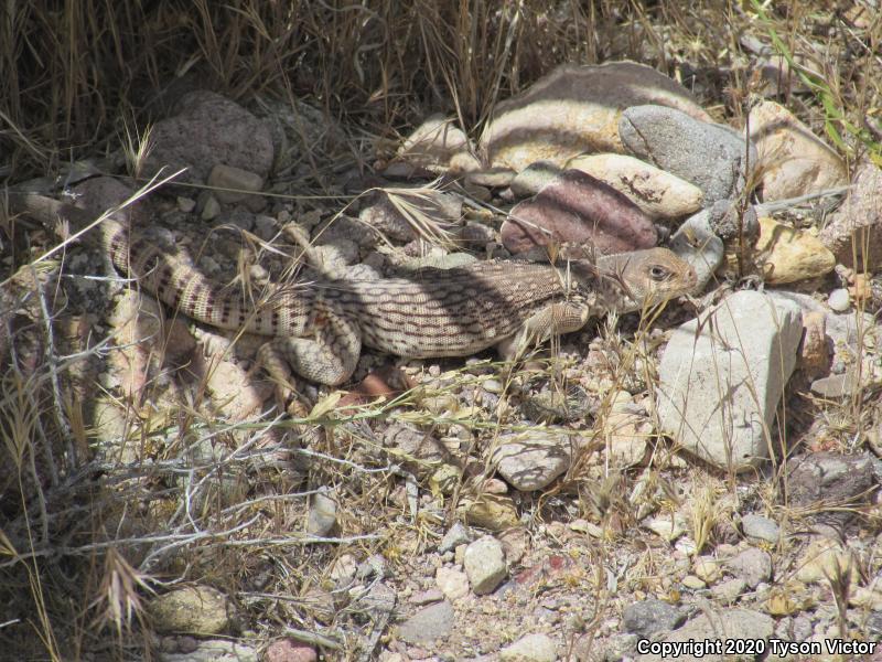 Northern Desert Iguana (Dipsosaurus dorsalis dorsalis)