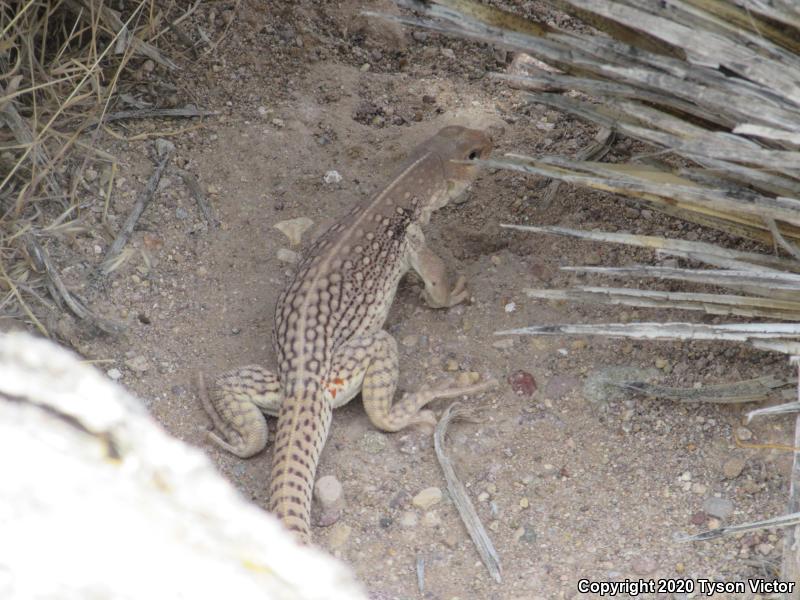 Northern Desert Iguana (Dipsosaurus dorsalis dorsalis)