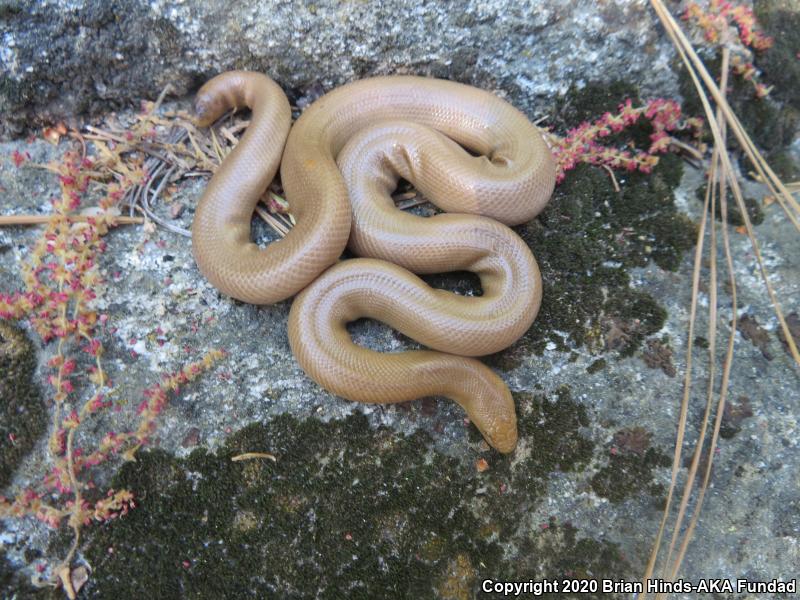 Southern Rubber Boa (Charina umbratica)