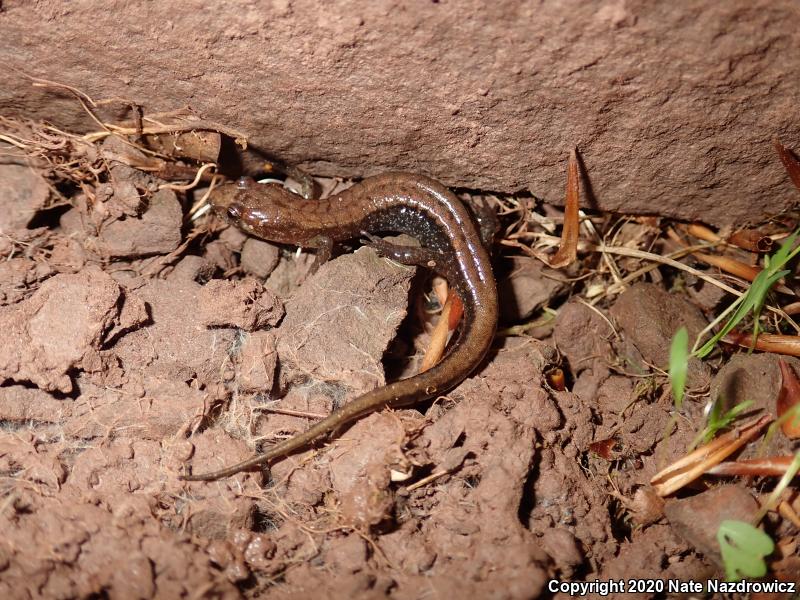 Allegheny Mountain Dusky Salamander (Desmognathus ochrophaeus)