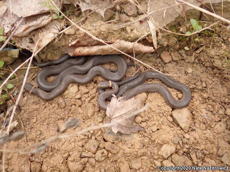 Northern Ring-necked Snake (Diadophis punctatus edwardsii)