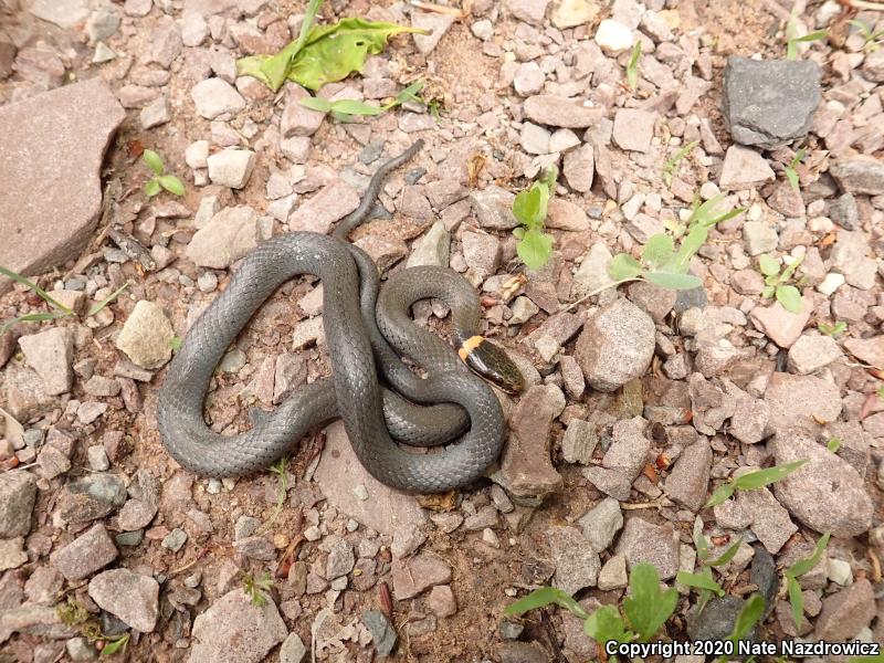 Northern Ring-necked Snake (Diadophis punctatus edwardsii)