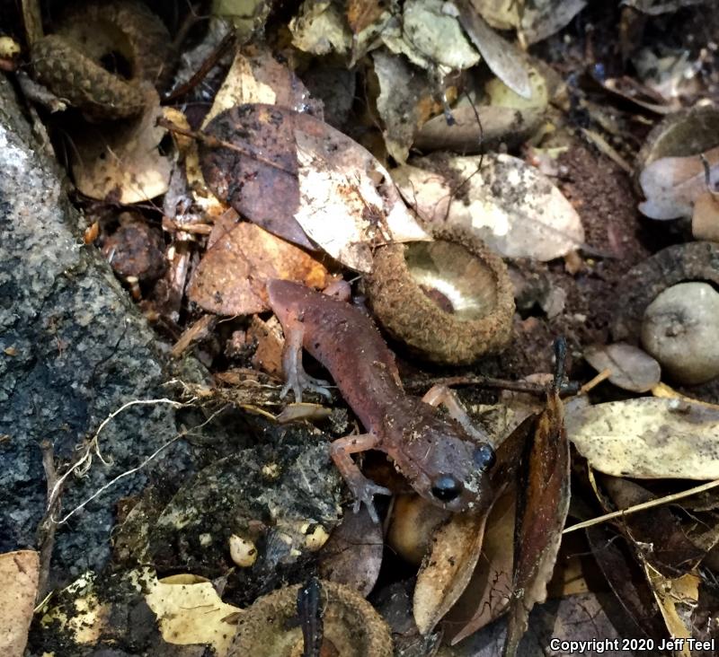 Monterey Ensatina (Ensatina eschscholtzii eschscholtzii)