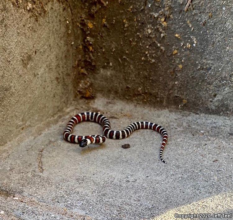 San Bernardino Mountain Kingsnake (Lampropeltis zonata parvirubra)