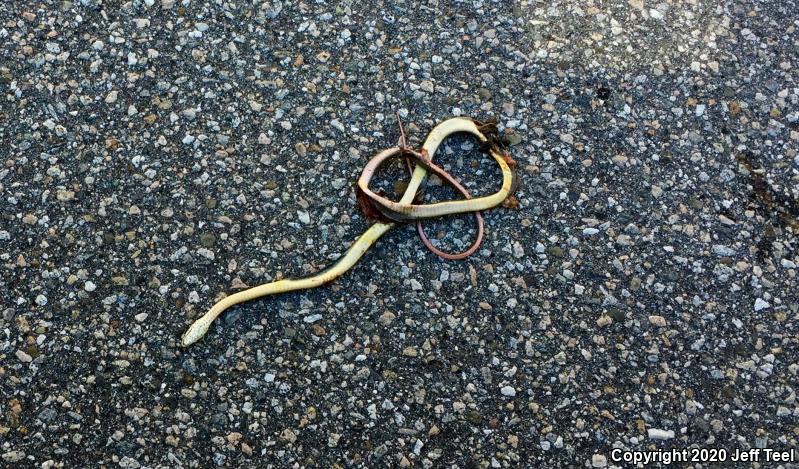 California Striped Racer (Coluber lateralis lateralis)