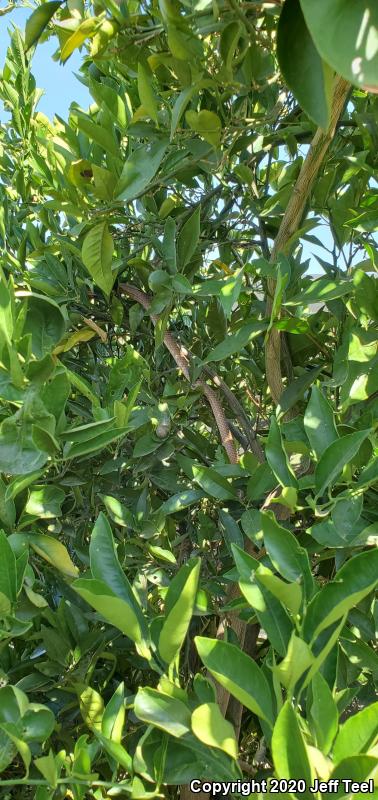 Red Racer (Coluber flagellum piceus)