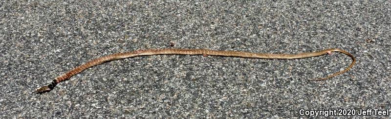 Red Racer (Coluber flagellum piceus)