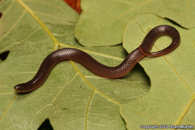 Midwestern Wormsnake (Carphophis amoenus helenae)