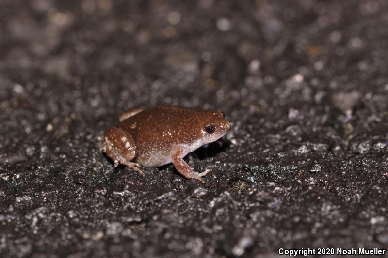 Eastern Narrow-mouthed Toad (Gastrophryne carolinensis)