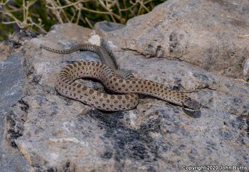 Collar Nightsnake (Hypsiglena torquata)