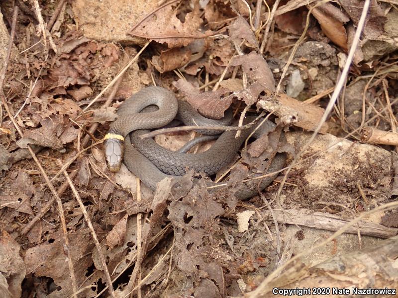 Northern Ring-necked Snake (Diadophis punctatus edwardsii)