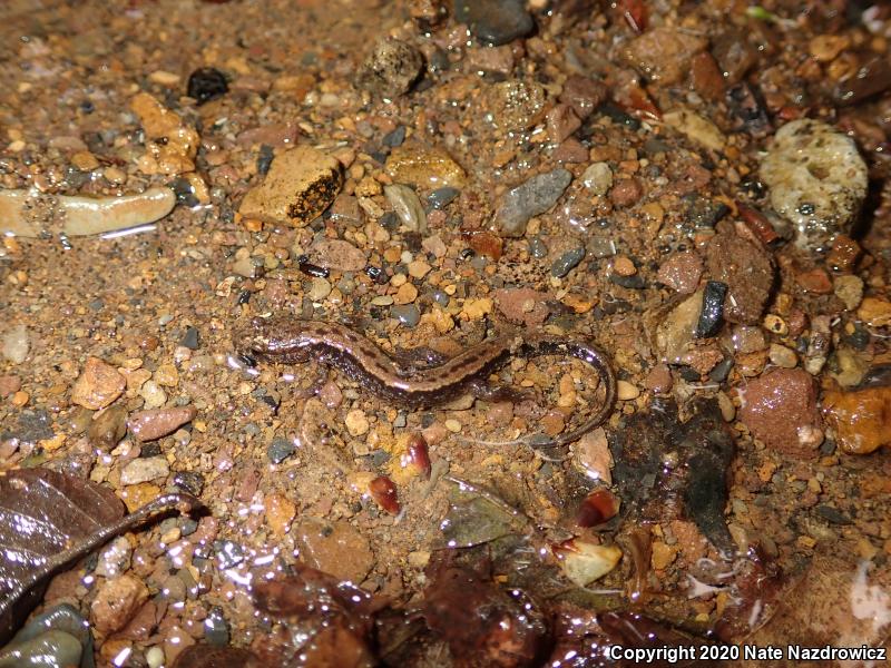 Allegheny Mountain Dusky Salamander (Desmognathus ochrophaeus)