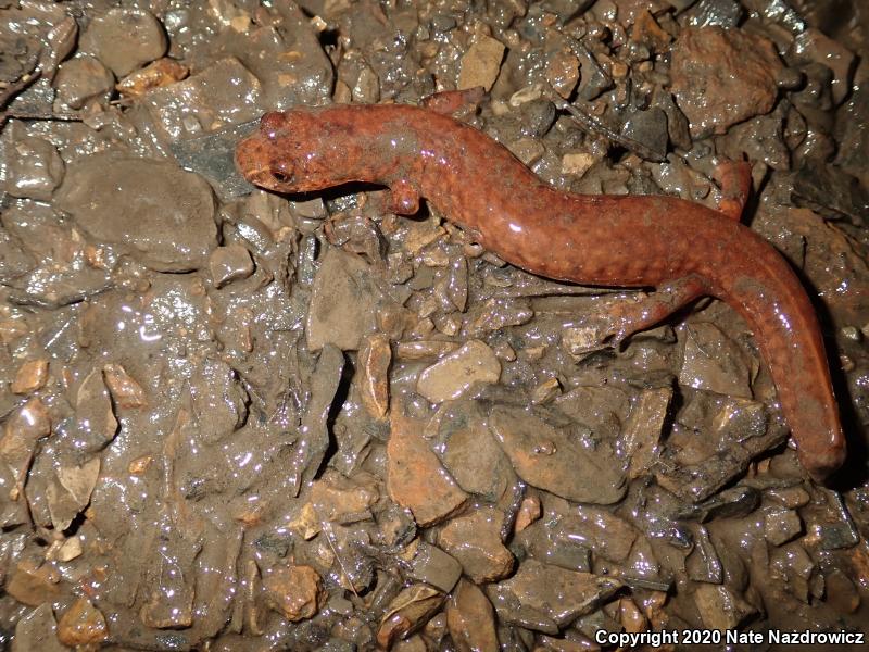 Northern Spring Salamander (Gyrinophilus porphyriticus porphyriticus)