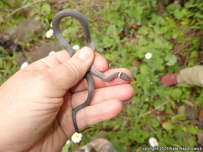 Northern Ring-necked Snake (Diadophis punctatus edwardsii)