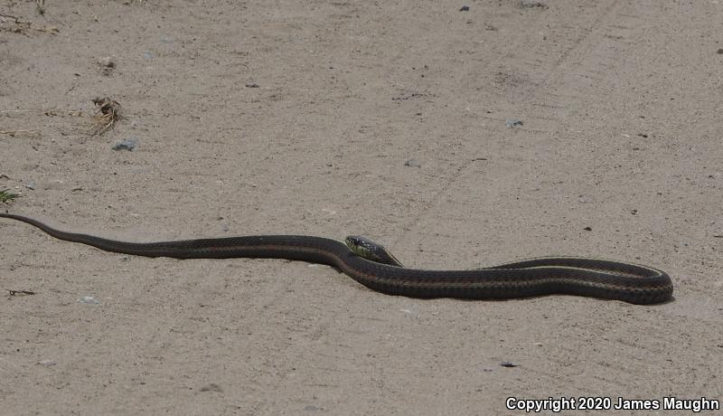 Coast Gartersnake (Thamnophis elegans terrestris)