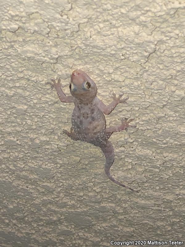 Turkish House Gecko (Hemidactylus turcicus turcicus)