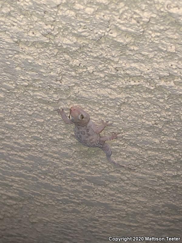 Turkish House Gecko (Hemidactylus turcicus turcicus)