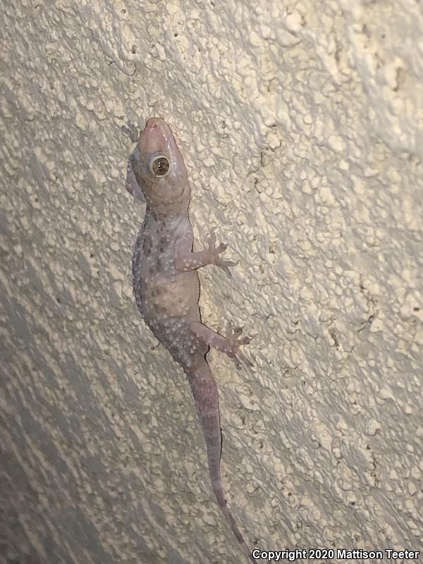 Turkish House Gecko (Hemidactylus turcicus turcicus)