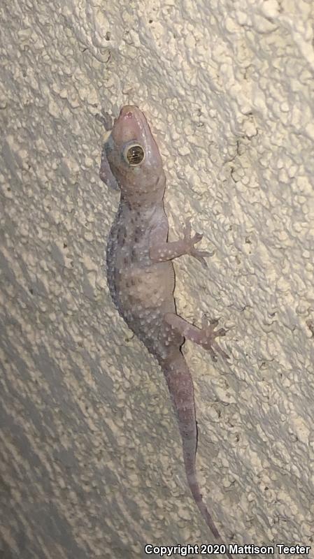 Turkish House Gecko (Hemidactylus turcicus turcicus)